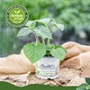 Enseleits 3er Set Andenbeere (Physalis peruviana), frische Produktbild-Vorschau 2