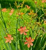 Leopardenblume, Cont. 0,5 l Produktbild-Vorschau 1