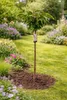 Prunus serrulata 'Kanzan' 100–120 cm – japonská čerešňa, Náhľad obrázku produktu 2