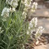 6x Lavandula ang. Edelweiss P9 H20 Produktbild-Vorschau 4