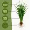 Bestellartikel kurzausl. Rotschwingel festuca rubra Produktbild-Vorschau 2