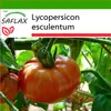 SAFLAX - Paradajkovo - ružové brandyvíno - Lycopersicon Náhľad obrázku produktu 5