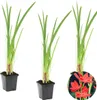 Bloomique - 3er Set - Schizostylis Coccinea - Spaltgriffel Produktbild-Vorschau 1