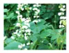 10x Lablab purpureus Helmbohne Bohne Kletterpflanze Samen Produktbild-Vorschau 7