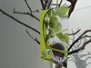 Feigenbaum - hell UND dunkel - in 1 Topf, Obstbaum, Produktbild-Vorschau 2