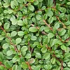 Plants by Frank | 60 Zwergmispel Pflanzen | Cotoneaster Produktbild-Vorschau 3