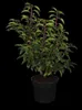 Prunus lusitanica, Portugiesischer Lorbeer, immergrün, Produktbild-Vorschau 15