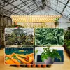A collage of images showing a grow light in a greenhouse, plants in a greenhouse, lettuce, and peppers. Anteprima dell’immagine prodotto