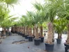 2 Stück Trachycarpus fortunei, 70 - 100 cm Stamm, 210 - 250 Produktbild-Vorschau 1