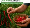 Chili De Cayenne Samen - Capsicum annuum - Chilisamen - Produktbild-Vorschau 3