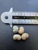 Baobab australien (Adansonia gregorii)  - 5 graines Voir les images du produit 4