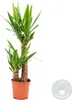Bloomique - Yucca Elephantipes - Yucca Palme - Palmlilie - Produktbild-Vorschau 2