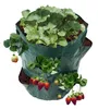 APT AG691A Borsa da giardino per fragole 170 x 330 mm Anteprima dell’immagine prodotto 4