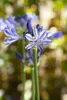 Agapanthus africanus, Schmucklilie, blau, ca. 9x9 cm Topf Produktbild-Vorschau 3