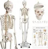 Jago® Menschliches Anatomie Skelett 181.5 cm - inkl. Produktbild-Vorschau 21