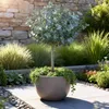 Plante sur tige - Eucalyptus gunni Azure - Plante de Voir les images du produit 5