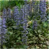 Plants by Frank | 12 Plantes de bugle | Ajuga reptans | Voir les images du produit 2