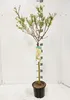 Harlekinweide Stämmchen 120–140 cm – Salix integra Hakuro Produktbild-Vorschau 2