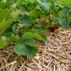 Ściółka ze słomy jęczmiennej – naturalna ściółka ogrodowa Podgląd zdjęcia produktu 3
