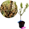 Hippophae rhamnoides 'Pollmix', Sanddorn, männlich, Produktbild-Vorschau 1