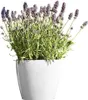Übertopf Magnolia 36 weiss Produktbild-Vorschau 11