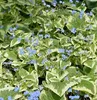 Stauden Gänge 3 x Brunnera macrophylla 'Variegata‘ - Produktbild-Vorschau 6