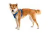 Ruffwear Front Range Harness Hundegeschirr, Farbe:Coastal Produktbild-Vorschau 6