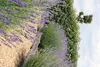 Levandule pravá (Lavandula angustifolia) Ø7cm x V 15cm, 48 Náhled obrázku produktu 5