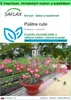 SAFLAX Garden to go - púštne ruže - Adenium obesum - 8 Náhľad obrázku produktu 1