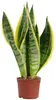 Chanvre arqué pour améliorer l'air ambiant - Sansevieria Voir les images du produit 2