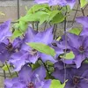 A close-up view of several purple clematis flowers with green leaves against a brick wall. Anteprima dell’immagine prodotto