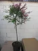 Calliandra surinamensis Dixie Pink - Rosa Produktbild-Vorschau 3