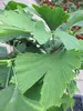 Ginkgo biloba - Fächerblattbaum - 30-40cm Produktbild-Vorschau 2