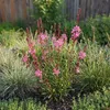 3x Gaura l. Siskiyou Pink P9H20 Produktbild-Vorschau 5