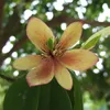 Bananenstrauch (Magnolia figo)  - 5 Samen Produktbild-Vorschau 1