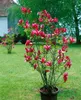 Magnolia liliiflora 'Nigra', Purpur-Magnolie, Produktbild-Vorschau 9