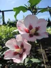 Hochstamm Garteneibisch Hamabo - Hibiscus syriacus - Stamm Produktbild-Vorschau 1