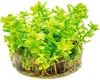 Dennerle Rotala indica In-Vitro Aquarienpflanze 7 cm Produktbild-Vorschau 2