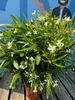 A potted plant with white flowers and green leaves is placed on a wooden surface in front of a blue background with a cartoon illustration of a person. Podgląd zdjęcia produktu