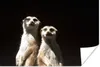 MuchoWow® Poster Schwarz - Erdmännchen - Tiere 120x80 cm - Produktbild-Vorschau 1