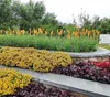 Stauden Gänge 3 x Heuchera Hybride 'Obsidian' im 1 Liter Produktbild-Vorschau 7