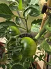 Rispenhalter Rispenbügel für Tomaten Paprika Gurken Produktbild-Vorschau 2