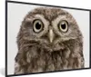 MuchoWow® Gerahmtes Poster Eule - Eule - Porträt - Braun - Produktbild-Vorschau 1