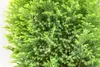 Chamaecyparis lawsoniana 'Ellwood's Gold', gelbgrün, 20–30 Produktbild-Vorschau 6