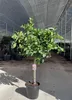 Sunny Tree - Orangenbaum - große 150 Zentimeter - Citrus Produktbild-Vorschau 2