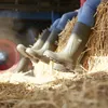 People wearing green rubber boots are sitting on a haystack. Produktbild-Vorschau