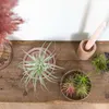 Bloomique - Mix 5 - Tillandsia - Rośliny powietrzne - Podgląd zdjęcia produktu 5