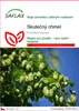 SAFLAX - skutečný chmel - Humulus lupulus - 50 Semena Náhled obrázku produktu 1
