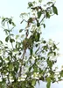 Japanischer Etagen - Schneeball 'Viburnum Mariesii' Produktbild-Vorschau 4