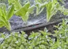 Aansluitstuk voor het Gardena Micro Drip irrigatiesysteem, Productafbeelding-voorbeeld 4